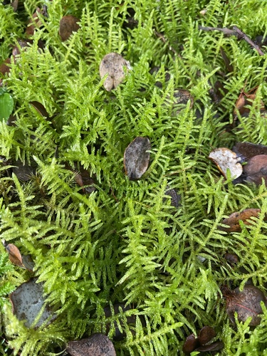 Pseudoscleropodium purum, 2025-09-23