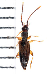 Telephanus