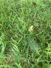 Mylothris agathina agathina