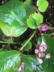 Bergenia crassifolia