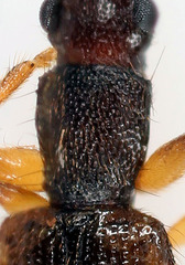 Telephanus