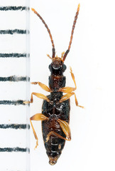 Telephanus