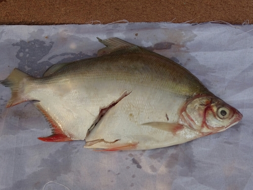 Lake Turkana citharine (Citharinus citharus) — Citharinidae — 5