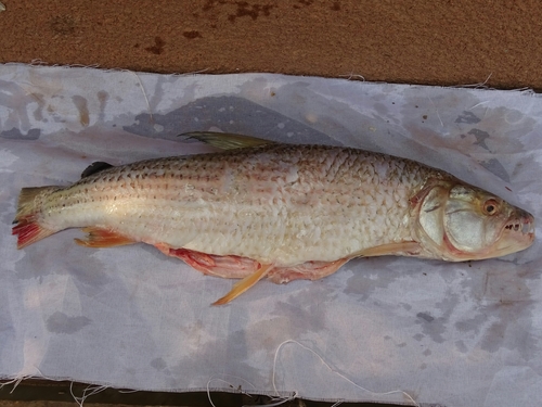Tiger fish (Hydrocynus brevis) — Alestidae — 3