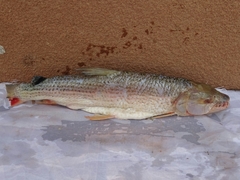 Hydrocynus