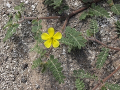 Tribulus cistoides