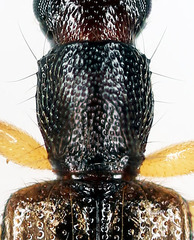 Telephanus