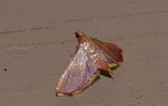 Endotricha mesenterialis