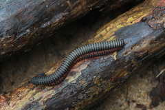 Eucentrobolus tamulus