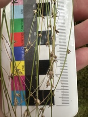 Carex appalachica