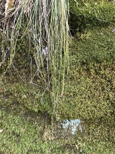 Carex appalachica, photograph 2