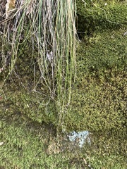 Carex appalachica, photograph (c) Jaime McGuigan, some rights reserved (CC BY)