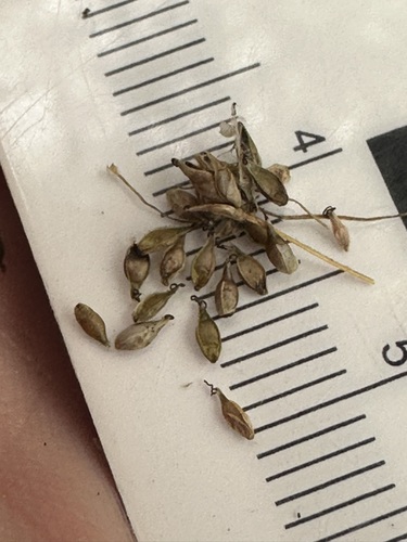 Carex appalachica, photograph 3