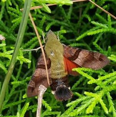 Macroglossum regulus