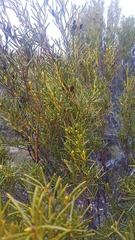 Orites acicularis