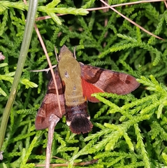 Macroglossum regulus