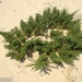 Artemisia campestris maritima - Photo (c) Valter Jacinto | Portugal, algunos derechos reservados (CC BY-NC-SA)