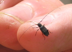 Hyperplatys maculatus