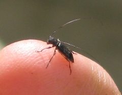 Hyperplatys maculatus