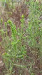 Seriphium cinereum