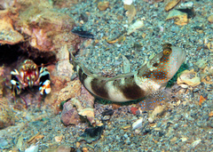 Cryptocentrus fasciatus