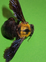 Xylocopa minor