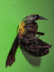 Xylocopa minor
