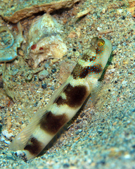 Cryptocentrus fasciatus