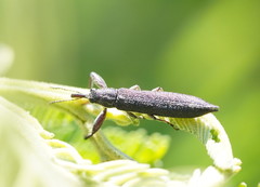 Rhinotia phoenicoptera