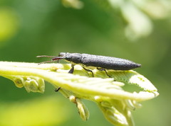 Rhinotia phoenicoptera
