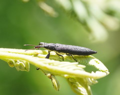 Rhinotia phoenicoptera