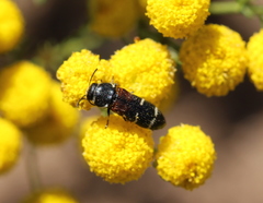 Acmaeodera trifasciata