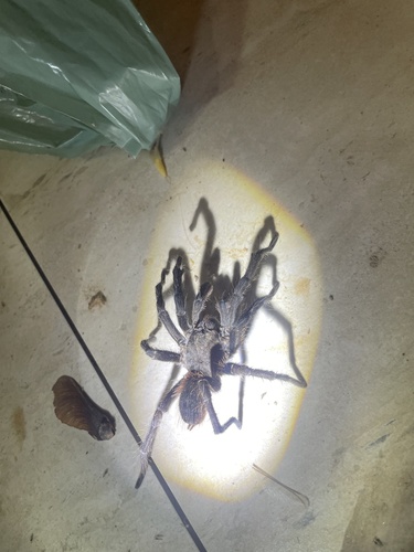 Brazilian Giant Black Tarantula