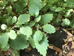 Jovellana sinclairii