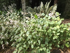 Jovellana sinclairii