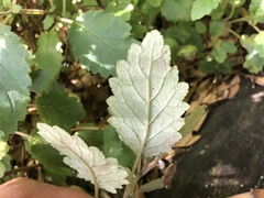 Jovellana sinclairii