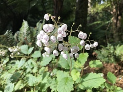 Jovellana sinclairii
