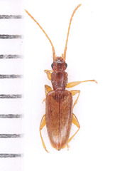 Telephanus