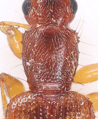 Telephanus