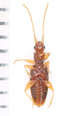 Telephanus