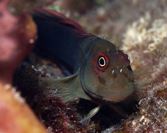 Filamentous Blenny photo 3