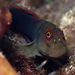 Filamentous Blenny - Photo (c) Glen Whisson, some rights reserved (CC BY-NC), uploaded by Glen Whisson