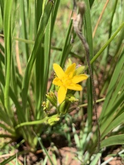 Hypoxis ludwigii