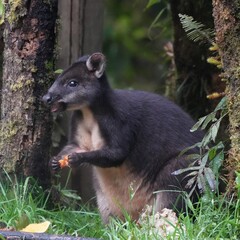 Calaby's Pademelon photo 2