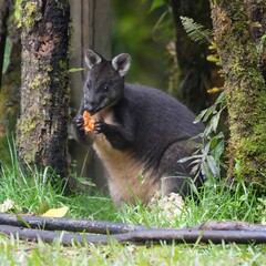 Calaby's Pademelon photo 1