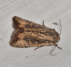 Dasygaster ligniplena