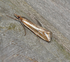 Hednota cyclosema