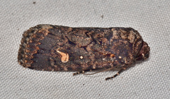 Proteuxoa marginalis