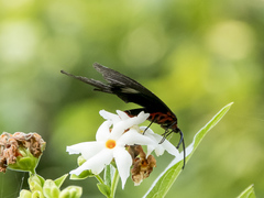 Gynautocera papilionaria