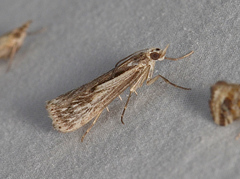 Tawhitia pentadactyla